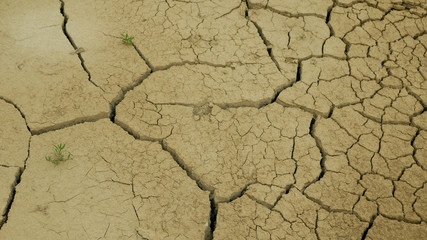 Very drought wetland, swamp and pond drying up the soil cracked crust earth climate change, environmental disaster and earth cracks very, death for plants and animals, soil dry degradation