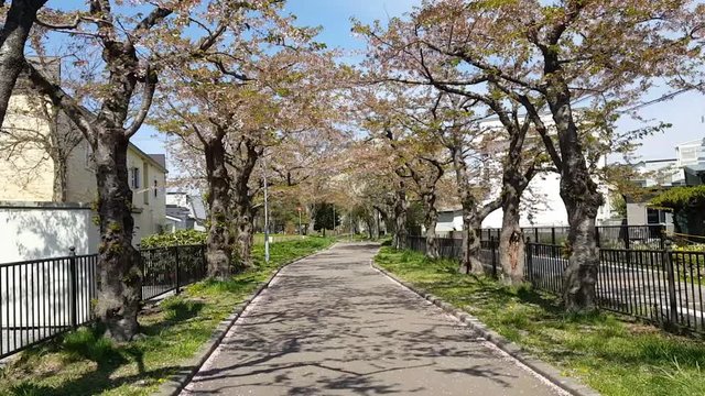 桜の舞い