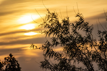 Obraz premium Tree In The Sunrise