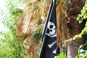 Pirate flag with a skull on a palm tree