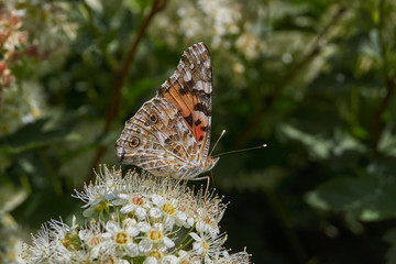 Painted Lady Butterfly (lat. Vanessa cardui) on an inflorescence of spirea.