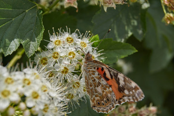 Painted Lady Butterfly (lat. Vanessa cardui) on an inflorescence of spirea.