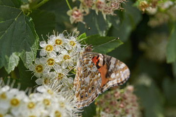 Painted Lady Butterfly (lat. Vanessa cardui) on an inflorescence of spirea.