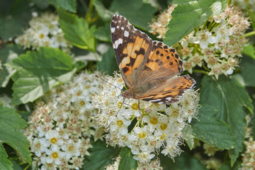 Painted Lady Butterfly (lat. Vanessa cardui) on an inflorescence of spirea.