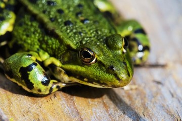 Pool frog Pelophylax lessonae on wood at the pond in spring