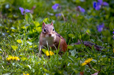 Alert chipmunk in a garden of dandelions and violets 