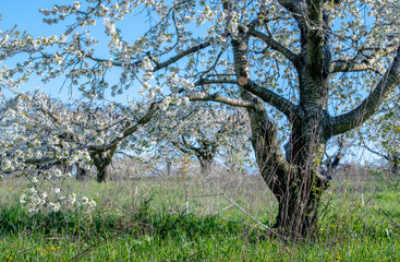 Fototapeta premium Springtime Apple trees are covered in blossoms on a pretty spring day