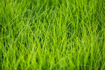 Green healthy grass texture