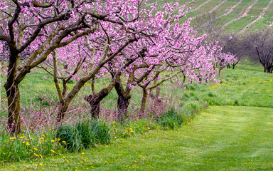 Cherry trees in full bloom with pretty pink blossoms