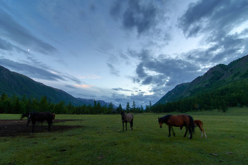 Horses in a meadow in the mountains.