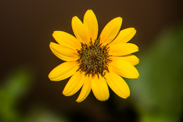 Flower of sunflower,  closeup. Seeds and oil.
