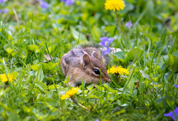 Chipmunk sniffs a bright yellow dandelion
