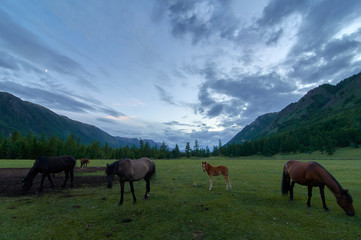 Horses in a meadow in the mountains.