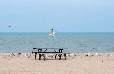 Fototapeta na wymiar Empty beach and no picnics today, as sea gulls fly over a beach closed due to covid-19