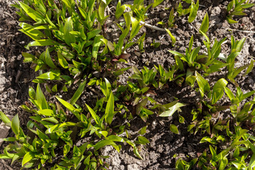 The first spring flower plant sprouts from the earth. Young shoots of plants in spring