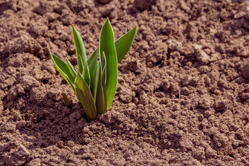 The first spring flower plant sprouts from the earth. Young shoots of plants in spring