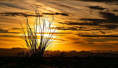 Ocotillo silhouette at sunset with a dramatic sky