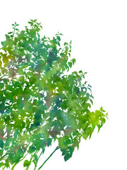 Fototapeta na wymiar Spring bushes. Hand painted watercolour picture isolated on a white background. Decorative image for creative design of cards, invitations, banners, websites and posters. Beautiful colours.