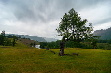 Obraz premium River valley. Lonely tree by the river.