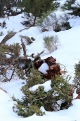 Décors enneigé ❄️