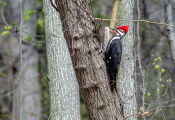 Pileated woodpecker on a tree trunk makes noise to scare off predators, attract a mate and also find delicious bugs