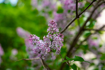 tree branch pink flowers spring bloom season time nature