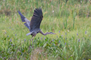 Great Blue Heron Leap Airborne