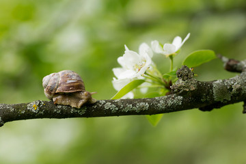 Snail Muller glides on a flowering branch of a pear. Large white mollusk snails with a brown...