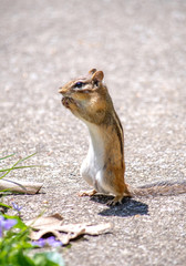 Shocked chipmunk stands on a sidewalk  and looks worried with his paws over his mouth