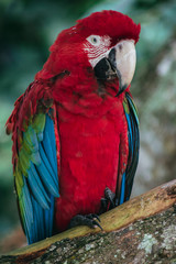 Close up on a scarlet macaw in pantanal Brazil
