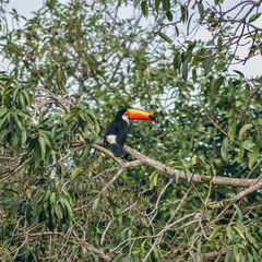Hidden toucan looking at camera in Brazil