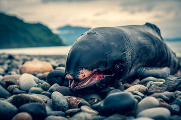 Dead dolphin cub lies on the seashore. Coastline on the Black Sea. A storm threw a dead dolphin onto land. The animals began to eat the carcass.