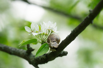 
Snail Muller glides on a flowering branch of a pear. Large white mollusk snails with a brown...