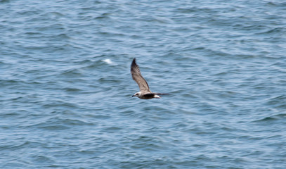 Seagull flying over the sea waves of the cantabrian sea