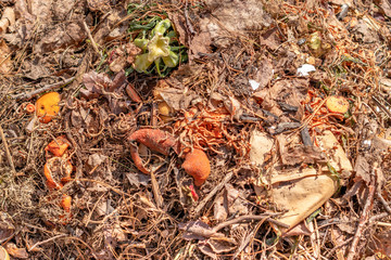 food decomposing to compost