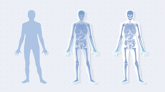 Futuristic hologram anatomy organ human body, innovation interface x-ray man.