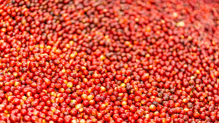 Red coffee bean