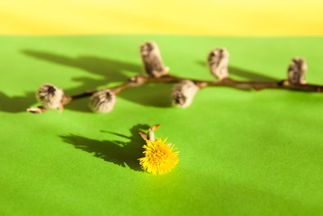 Composition of willow twig with buds and a coltsfoot flower on a plain green background with selective focus
