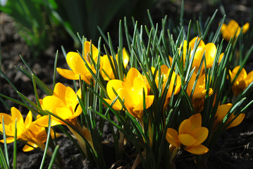 yellow crocus flowers in spring