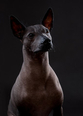 Xoloitzcuintle (Mexican Hairless Dog)  portrait close-up sitting on neutral gray background 