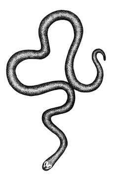 Ink love illustration silhouette snake 
