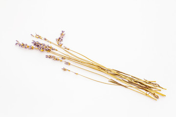 Dry lavender isolated on white background