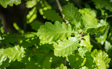 Young oak leaves. Leaves close-up. Sunlight on young greenery. Spring forest.