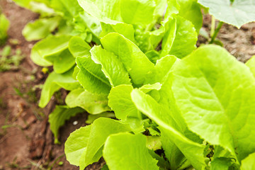 Agricultural field with green leaf lettuce salad on garden bed in vegetable field