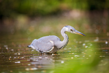 heron