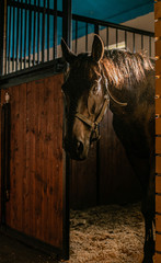 horse
