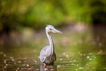 heron