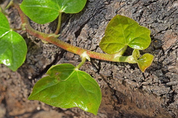 Au jardin : jeunes feuilles de lierre.