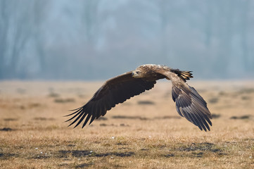 White-tailed eagle (Haliaeetus albicilla)