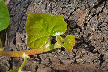 Au jardin : jeunes feuilles de lierre.